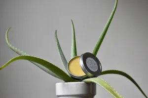 BLACK BIRCH Compound Salve | The Herbal Athlete | Muscle   Nerve Care Balm