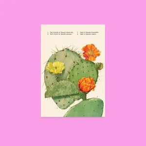 Cactus Oversized Postcard