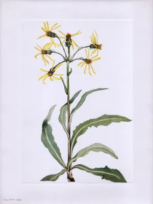 Mourning Groundsel (Senecio lugens Richardson) Notecard